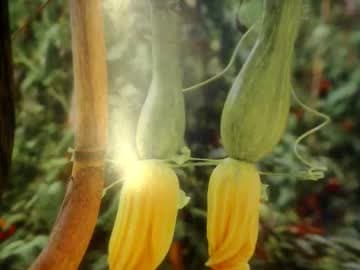 helvella live cam on chaturbate